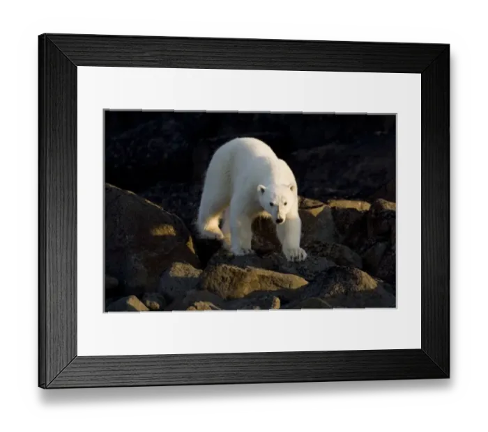Framed Print : Norway, Svalbard, Langoya Island, Young Polar Bear (Ursus maritimus) walking along Framed Print : Norway, Svalbard, Langoya Island, Young Polar Bear (Ursus maritimus) walking along