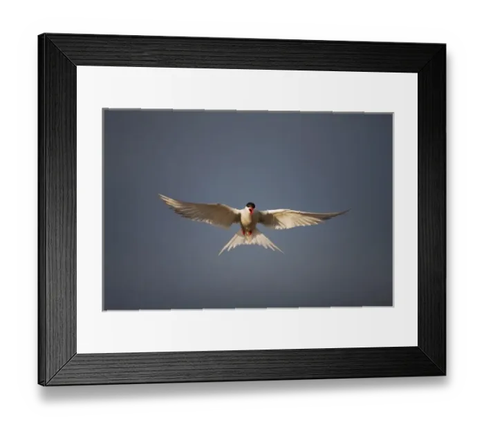 Framed Print : Norway, Svalbard, Longyearbyen, Arctic Tern (Sterna paradisaea) hovering above small Framed Print : Norway, Svalbard, Longyearbyen, Arctic Tern (Sterna paradisaea) hovering above small