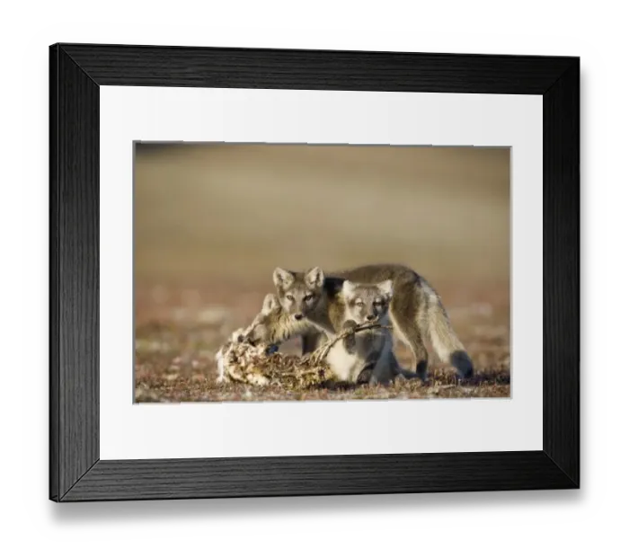 Framed Print : Europe, Norway Framed Print : Europe, Norway