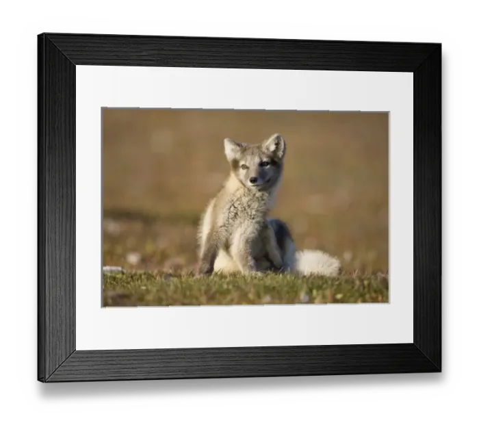 Framed Print : Norway, Svalbard, Edgeoya Island, Arctic Fox (Vulpes lagopus) Kit scratches while