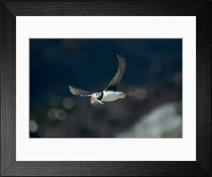 Framed Print : Atlantic Puffin, Fratercula arctica, adult in flight with sandeels in beak, Hornoya Nature Reserve Framed Print : Atlantic Puffin, Fratercula arctica, adult in flight with sandeels in beak, Hornoya Nature Reserve