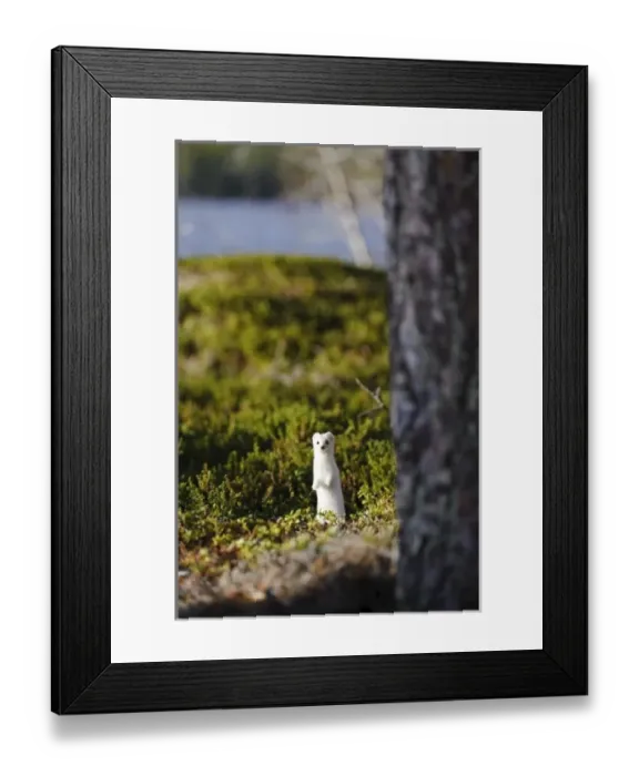 Framed Print : Europe, Sweden Framed Print : Europe, Sweden