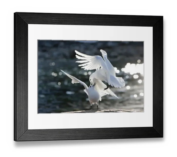 Framed Print : Norway, Svalbard, Spitsbergen Island, Ivory Gulls (Pagophila eburnea) fight while Framed Print : Norway, Svalbard, Spitsbergen Island, Ivory Gulls (Pagophila eburnea) fight while