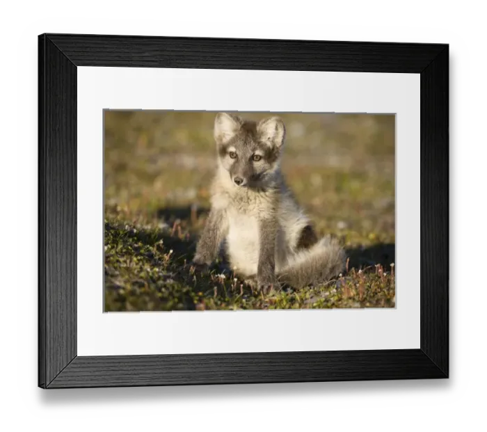 Framed Print : Norway, Svalbard, Edgeoya Island, Arctic Fox (Vulpes lagopus) playing on tundra along