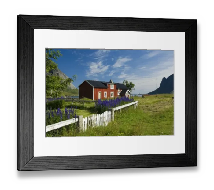 Framed Print : Europe, Norway, Lofoten. House and Larkspur flowers in Vindstad Framed Print : Europe, Norway, Lofoten. House and Larkspur flowers in Vindstad