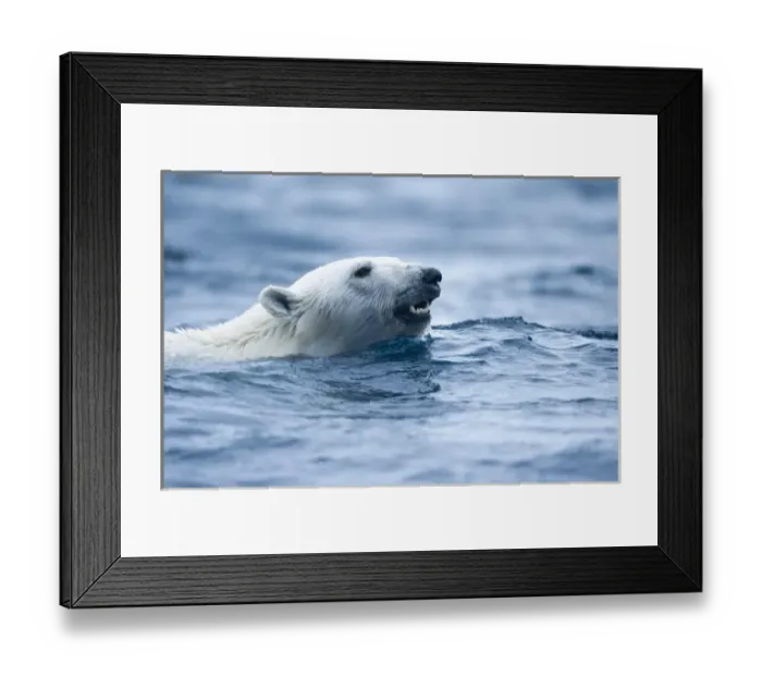 Framed Print : Norway, Svalbard, Polar Bear (Ursus maritimus) swimming in sea near Phippsoya Island Framed Print : Norway, Svalbard, Polar Bear (Ursus maritimus) swimming in sea near Phippsoya Island