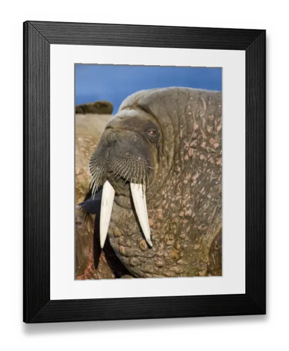Framed Print : Norway, Svalbard, Tiholmane Islands, Walrus (Odobenus rosmarus) resting in colony Framed Print : Norway, Svalbard, Tiholmane Islands, Walrus (Odobenus rosmarus) resting in colony