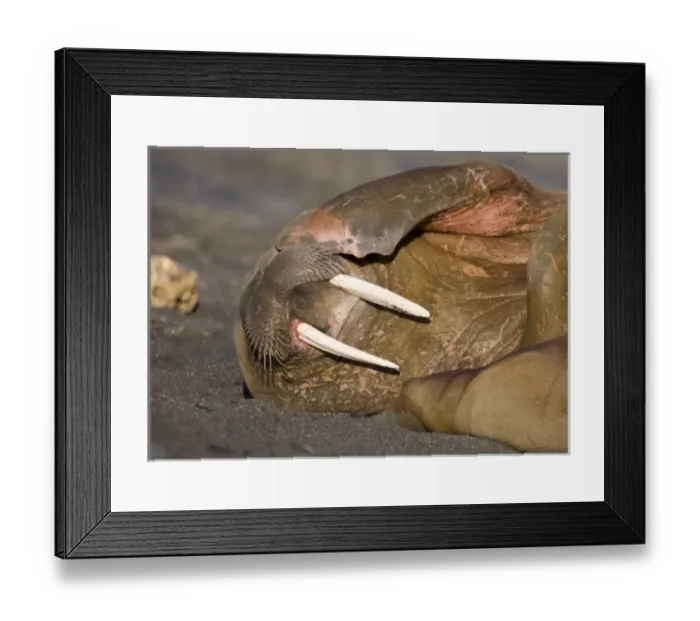 Framed Print : Norway, Svalbard, Tiholmane Islands, Walrus (Odobenus rosmarus) resting in colony Framed Print : Norway, Svalbard, Tiholmane Islands, Walrus (Odobenus rosmarus) resting in colony