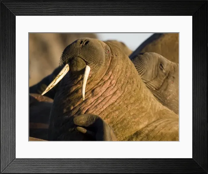 Framed Print : Norway, Svalbard, Edgeoya Island, Walrus (Odobenus rosmarus) haul out in midnight Framed Print : Norway, Svalbard, Edgeoya Island, Walrus (Odobenus rosmarus) haul out in midnight