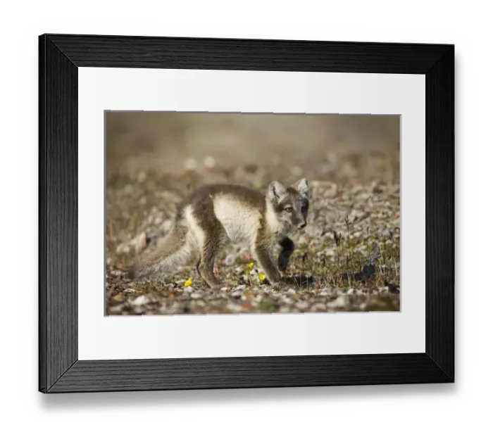 Framed Print : Europe, Norway Framed Print : Europe, Norway
