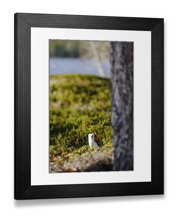 Framed Print : Europe, Sweden Framed Print : Europe, Sweden