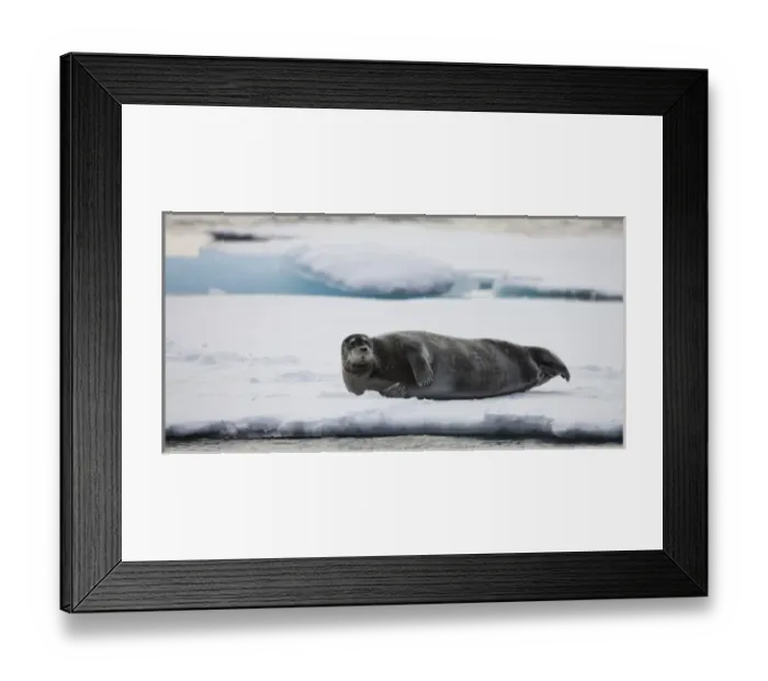 Framed Print : Norway, Svalbard, Spitsbergen Island, Bearded Seal (Erignathus barbatus) resting Framed Print : Norway, Svalbard, Spitsbergen Island, Bearded Seal (Erignathus barbatus) resting