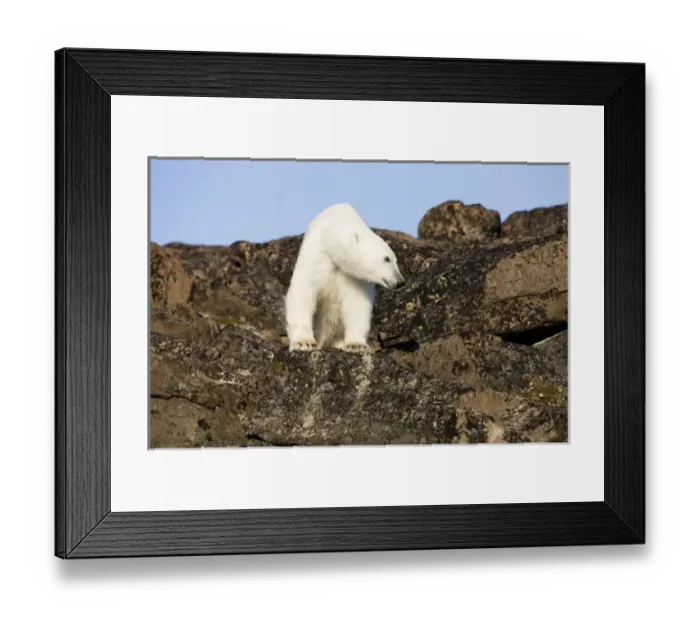 Framed Print : Norway, Svalbard, Edgeoya Island, Polar Bear (Ursus maritimus) standing on basalt