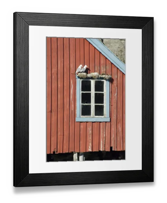 Framed Print : Europe, Norway, Lofoten. Black-legged Kittiwake (Rissa tridactyla) nesting on buildings