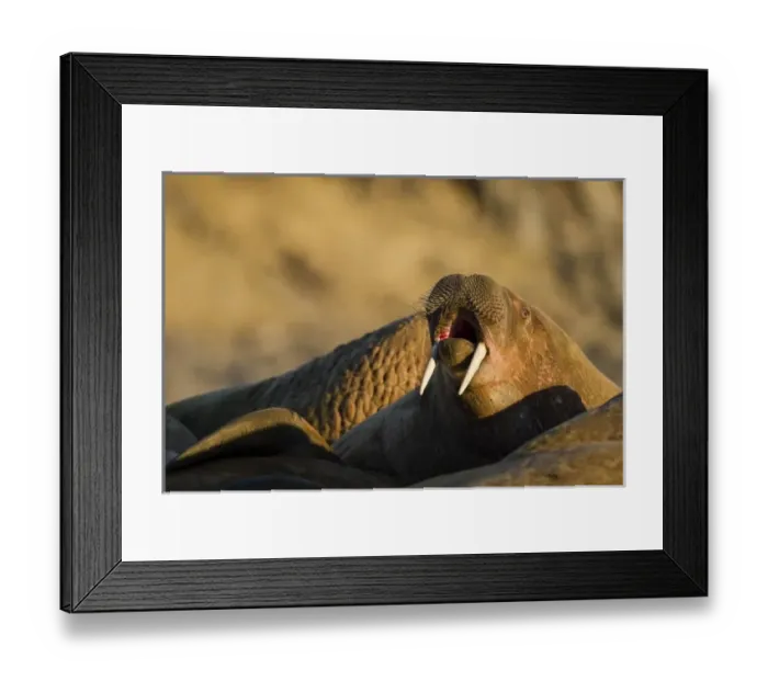 Framed Print : Europe, Norway Framed Print : Europe, Norway
