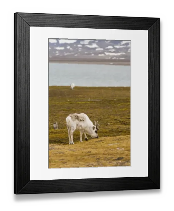 Framed Print : Norway. Reindeer at Ny Alesund Svalbard Archipelago, Norway Framed Print : Norway. Reindeer at Ny Alesund Svalbard Archipelago, Norway