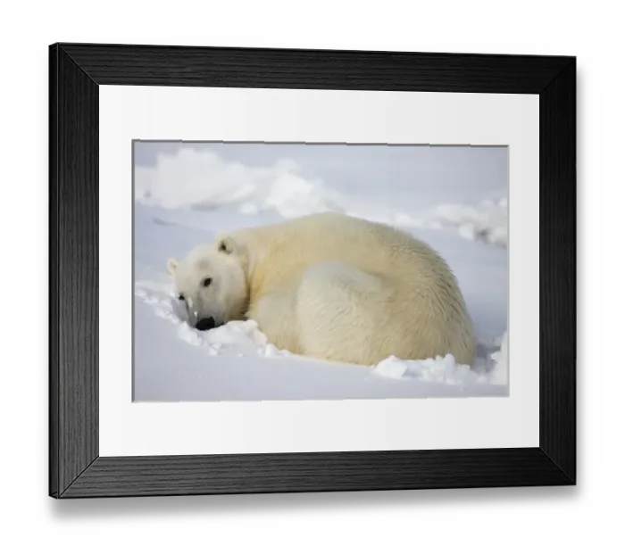 Framed Print : Norway, Svalbard, Spitsbergen Island, Polar Bear (Ursus maritimus) curls up to sleep Framed Print : Norway, Svalbard, Spitsbergen Island, Polar Bear (Ursus maritimus) curls up to sleep