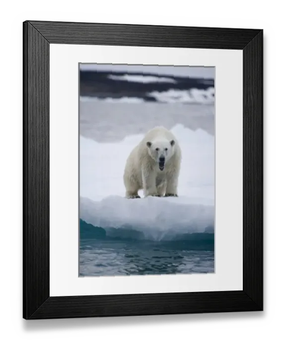 Framed Print : Norway, Svalbard, Polar Bear (Ursus maritimus) yawning in threat display on iceberg