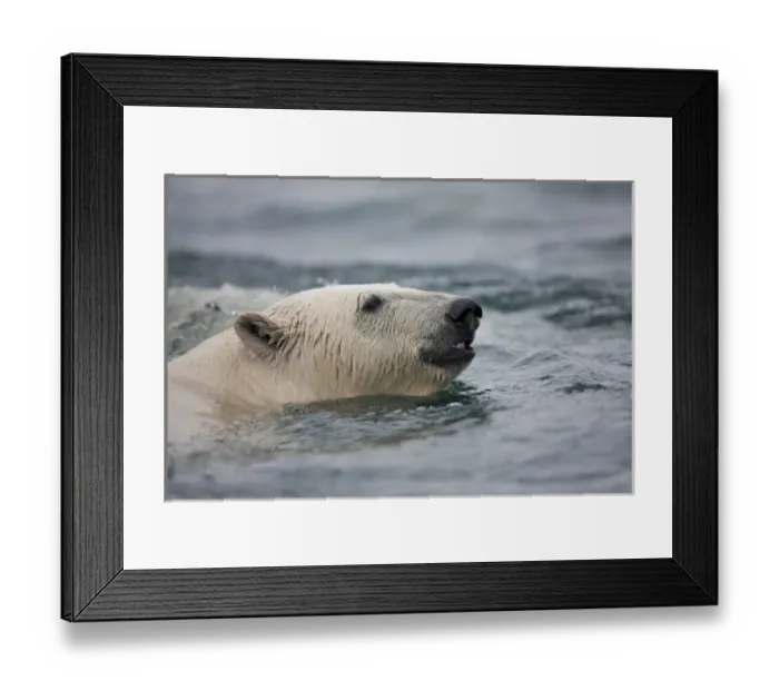Framed Print : Norway, Svalbard, Spitsbergen Island, Polar Bear (Ursus maritimus) swimming in Sallyhammna Framed Print : Norway, Svalbard, Spitsbergen Island, Polar Bear (Ursus maritimus) swimming in Sallyhammna