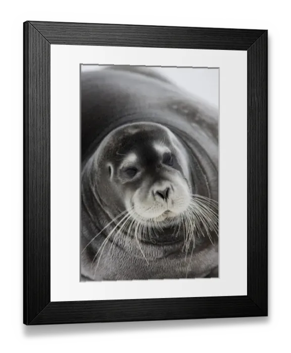 Framed Print : Norway, Svalbard, Spitsbergen Island, Bearded Seal (Erignathus barbatus) resting