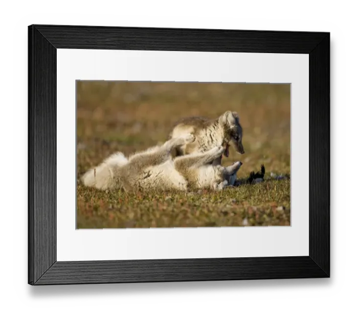 Framed Print : Norway, Svalbard, Edgeoya Island, Arctic Fox (Vulpes lagopus) Kits playing on tundra