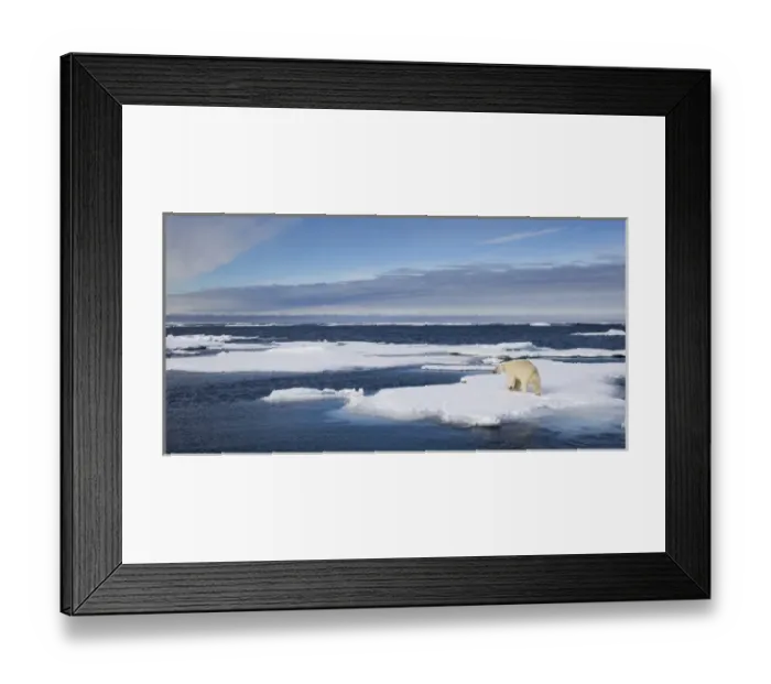 Framed Print : Norway, Svalbard, Spitsbergen Island, Polar Bear (Ursus maritimus) running across Framed Print : Norway, Svalbard, Spitsbergen Island, Polar Bear (Ursus maritimus) running across