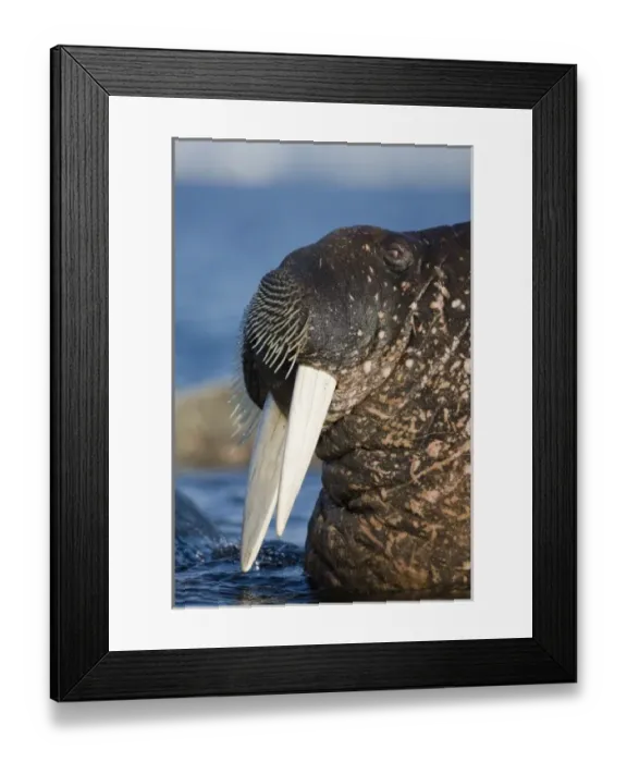 Framed Print : Norway, Svalbard, Tiholmane Islands, Walrus (Odobenus rosmarus) swimming offshore Framed Print : Norway, Svalbard, Tiholmane Islands, Walrus (Odobenus rosmarus) swimming offshore