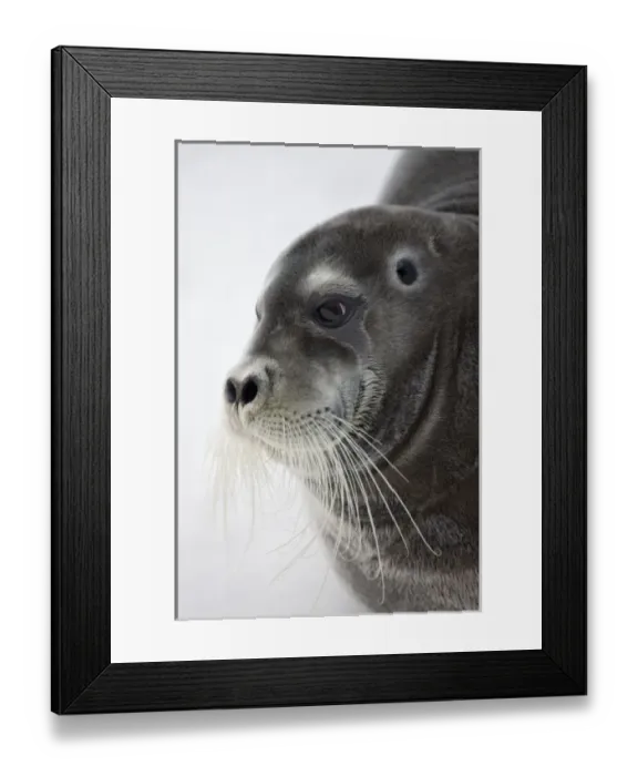 Framed Print : Norway, Svalbard, Spitsbergen Island, Portrait of Bearded Seal (Erignathus barbatus) Framed Print : Norway, Svalbard, Spitsbergen Island, Portrait of Bearded Seal (Erignathus barbatus)