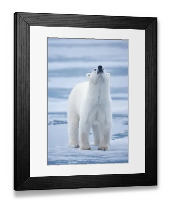 Framed Print : Norway, Svalbard, Polar Bear (Ursus maritimus) in mist on ice in Lady Franklin Fjord