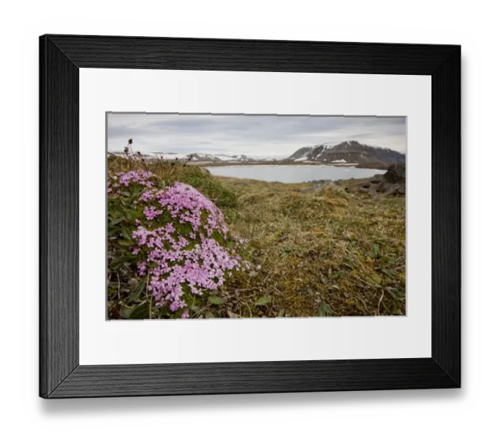 Framed Print : Norway, Svalbard, Edgeoya Island, Moss Campion flowers (Silene acaulis) blossom in Framed Print : Norway, Svalbard, Edgeoya Island, Moss Campion flowers (Silene acaulis) blossom in