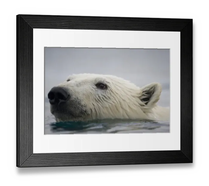 Framed Print : Norway, Svalbard, Polar Bear (Ursus maritimus) swimming near Half Moon Island Framed Print : Norway, Svalbard, Polar Bear (Ursus maritimus) swimming near Half Moon Island