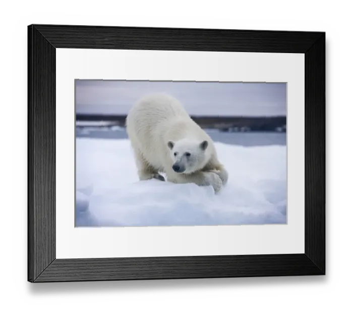 Framed Print : Norway, Svalbard, Polar Bear (Ursus maritimus) sitting on melting iceberg near Half Framed Print : Norway, Svalbard, Polar Bear (Ursus maritimus) sitting on melting iceberg near Half