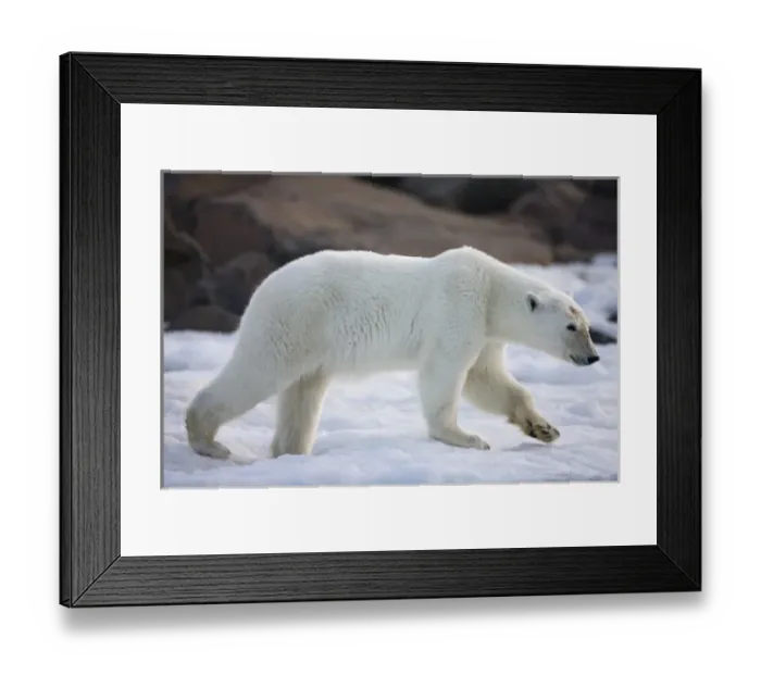 Framed Print : Norway, Svalbard, Langoya Island, Young Polar Bear (Ursus maritimus) walking on shore Framed Print : Norway, Svalbard, Langoya Island, Young Polar Bear (Ursus maritimus) walking on shore