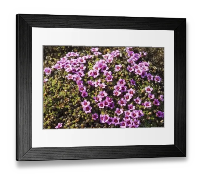 Framed Print : Norway. Tundra flowers Svalbard Archipelago, Norway Framed Print : Norway. Tundra flowers Svalbard Archipelago, Norway