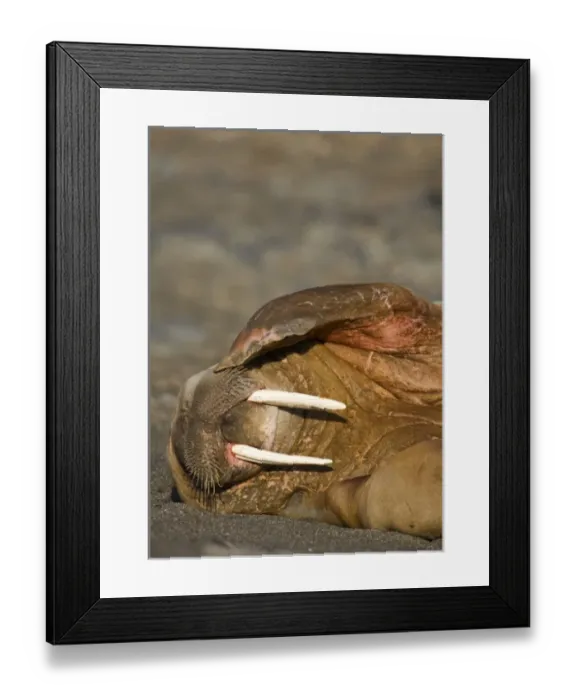 Framed Print : Norway, Svalbard, Tiholmane Islands, Walrus (Odobenus rosmarus) resting in colony Framed Print : Norway, Svalbard, Tiholmane Islands, Walrus (Odobenus rosmarus) resting in colony