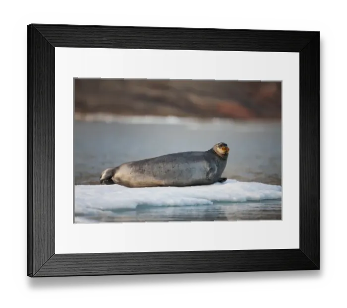 Framed Print : Norway, Svalbard, Spitsbergen Island, Bearded Seal (Erignathus barbatus) resting Framed Print : Norway, Svalbard, Spitsbergen Island, Bearded Seal (Erignathus barbatus) resting