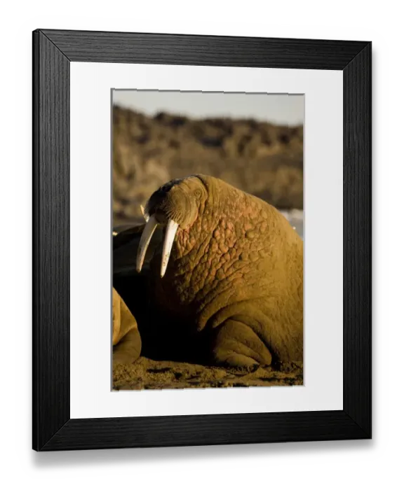 Framed Print : Norway, Svalbard, Edgeoya Island, Walrus (Odobenus rosmarus) haulout on coastline Framed Print : Norway, Svalbard, Edgeoya Island, Walrus (Odobenus rosmarus) haulout on coastline