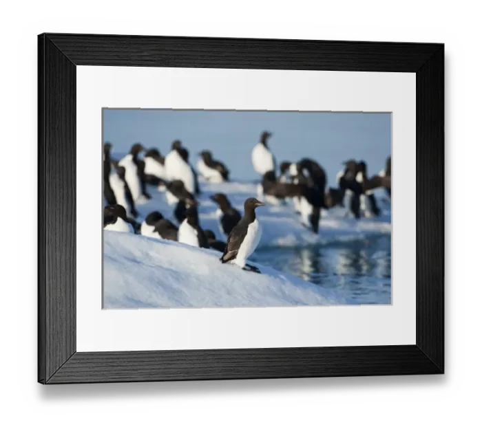 Framed Print : Norway, Svalbard, Bronnichs Guillemot (Uria lomvia) gathering on melting iceberg
