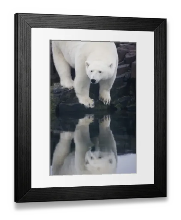 Framed Print : Norway, Svalbard, Nordaustlandet, Polar Bear (Ursus maritimus) reflected in still Framed Print : Norway, Svalbard, Nordaustlandet, Polar Bear (Ursus maritimus) reflected in still