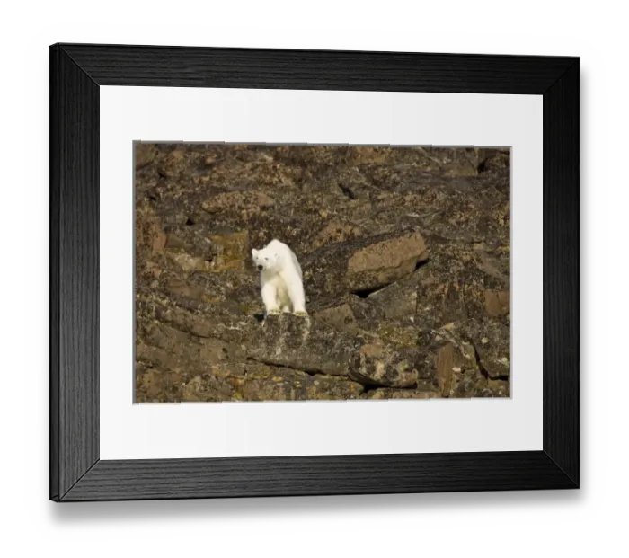 Framed Print : Norway, Svalbard, Edgeoya Island, Polar Bear (Ursus maritimus) standing on basalt