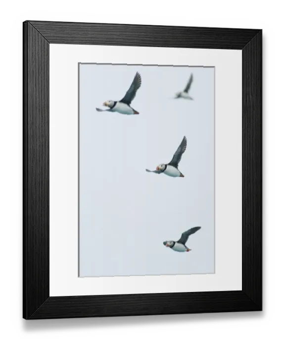 Framed Print : Europe, Norway, VesterAalen. Atlantic Puffin (Fratercula arctica) Framed Print : Europe, Norway, VesterAalen. Atlantic Puffin (Fratercula arctica)