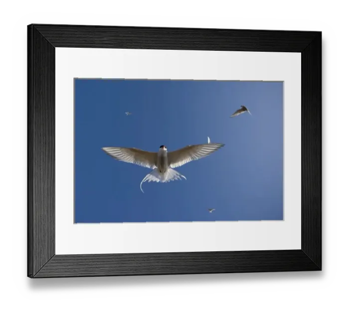 Framed Print : Norway, Svalbard, Tusenoyane Islands, Arctic Terns (Sterna paradisaea) fluttering Framed Print : Norway, Svalbard, Tusenoyane Islands, Arctic Terns (Sterna paradisaea) fluttering