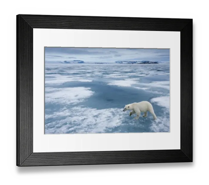 Framed Print : Norway, Svalbard, Nordaustlandet, Polar Bear (Ursus maritimus) walking on fjord ice Framed Print : Norway, Svalbard, Nordaustlandet, Polar Bear (Ursus maritimus) walking on fjord ice