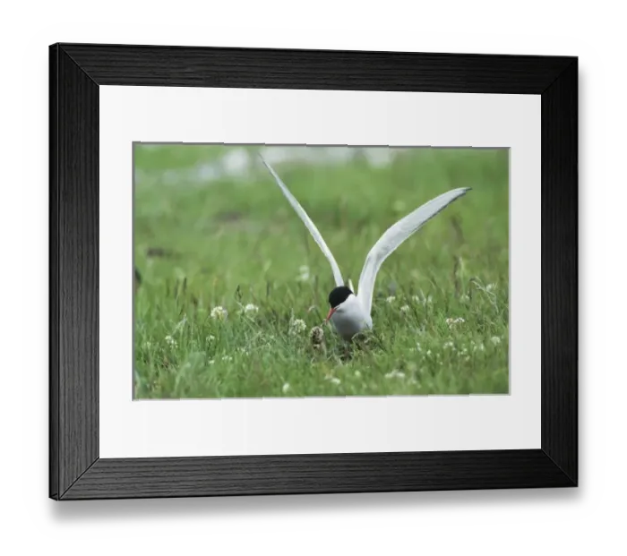 Framed Print : Arctic Tern, Sterna paradisaea, adult on nest feeding young, Nesseby, Norway