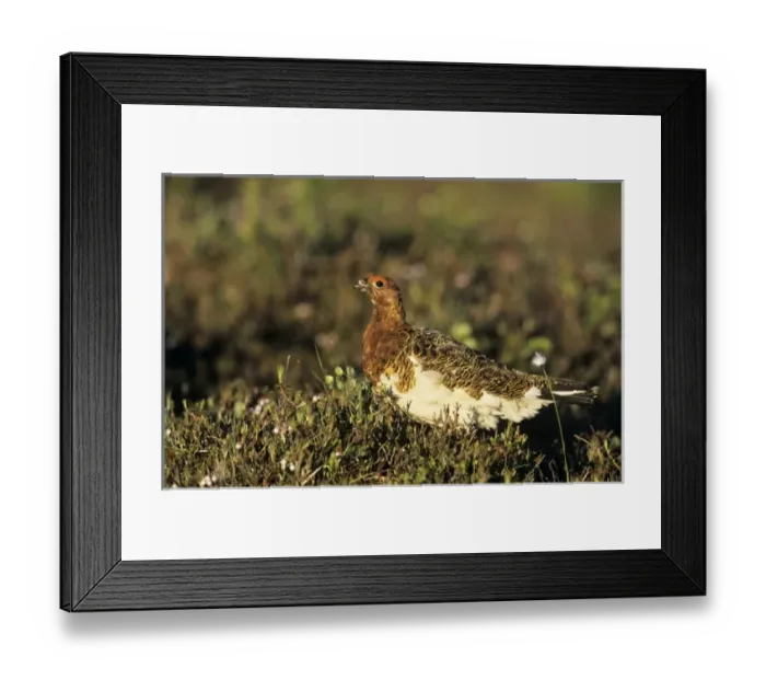 Framed Print : Willow Ptarmigan, Lagopus lagopus, male, Gednjehogda, Norway Framed Print : Willow Ptarmigan, Lagopus lagopus, male, Gednjehogda, Norway