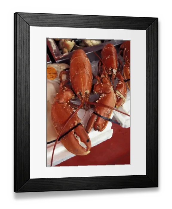 Framed Print : Norway, Bergen. Live lobster in the harbor market