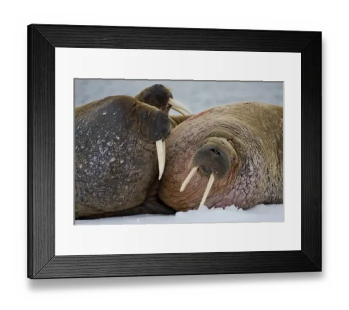 Framed Print : Norway, Svalbard, Edgeoya Island, Walrus (Odobenus rosmarus) resting together Framed Print : Norway, Svalbard, Edgeoya Island, Walrus (Odobenus rosmarus) resting together