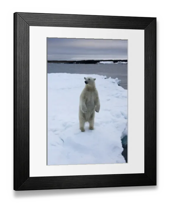 Framed Print : Norway, Svalbard, Polar Bear (Ursus maritimus) standing upright on melting iceberg Framed Print : Norway, Svalbard, Polar Bear (Ursus maritimus) standing upright on melting iceberg