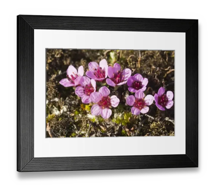 Framed Print : Norway. Tundra flowers Svalbard Archipelago, Norway
