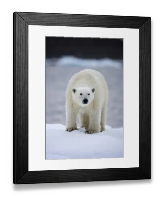 Framed Print : Norway, Svalbard, Polar Bear (Ursus maritimus) standing on iceberg near Half Moon